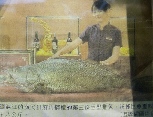 Nông[-]dân[-]Thái[-]Bình[-]từng[-]bán[-]hớ[-]cá[-]sủ[-]vàng[-]với[-]giá[-]1,5[-]tỷ[-]đồng